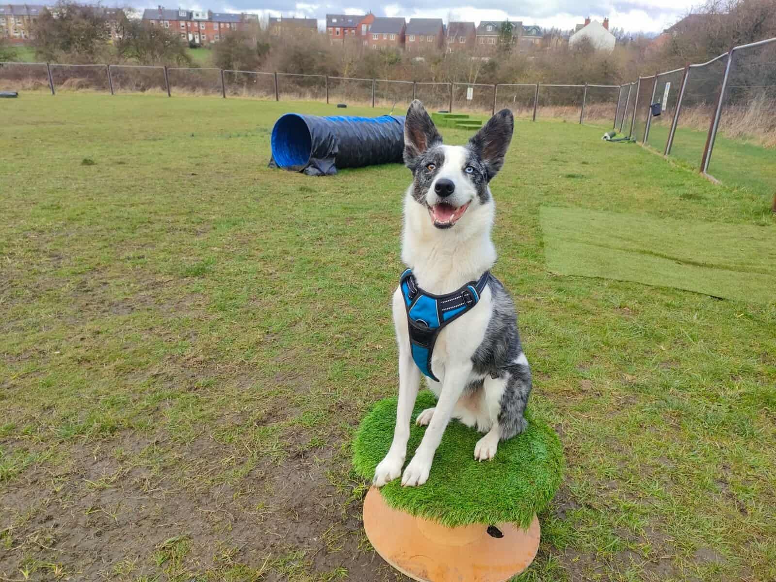 Archie, a dog enjoying Off Lead playtime at the RSPCA Leeds, Wakefield & District Branch