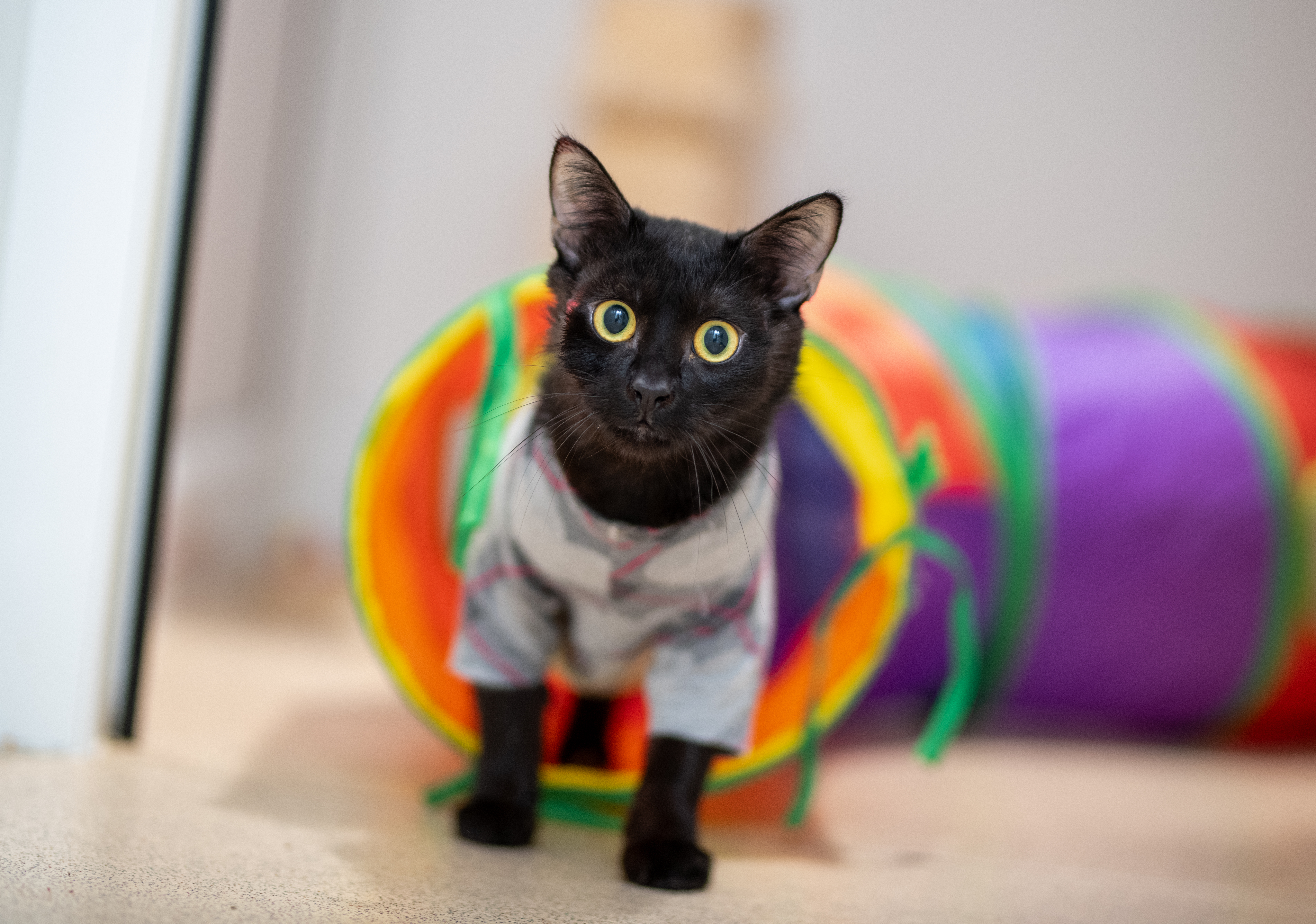 Errol, a cat who was adopted from the RSPCA Leeds, Wakefield & District Branch