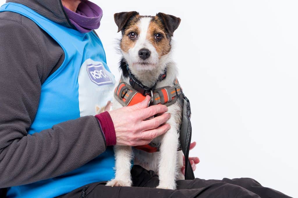 Fig, a dog in our care at RSPCA Leeds, Wakefield & District Branch