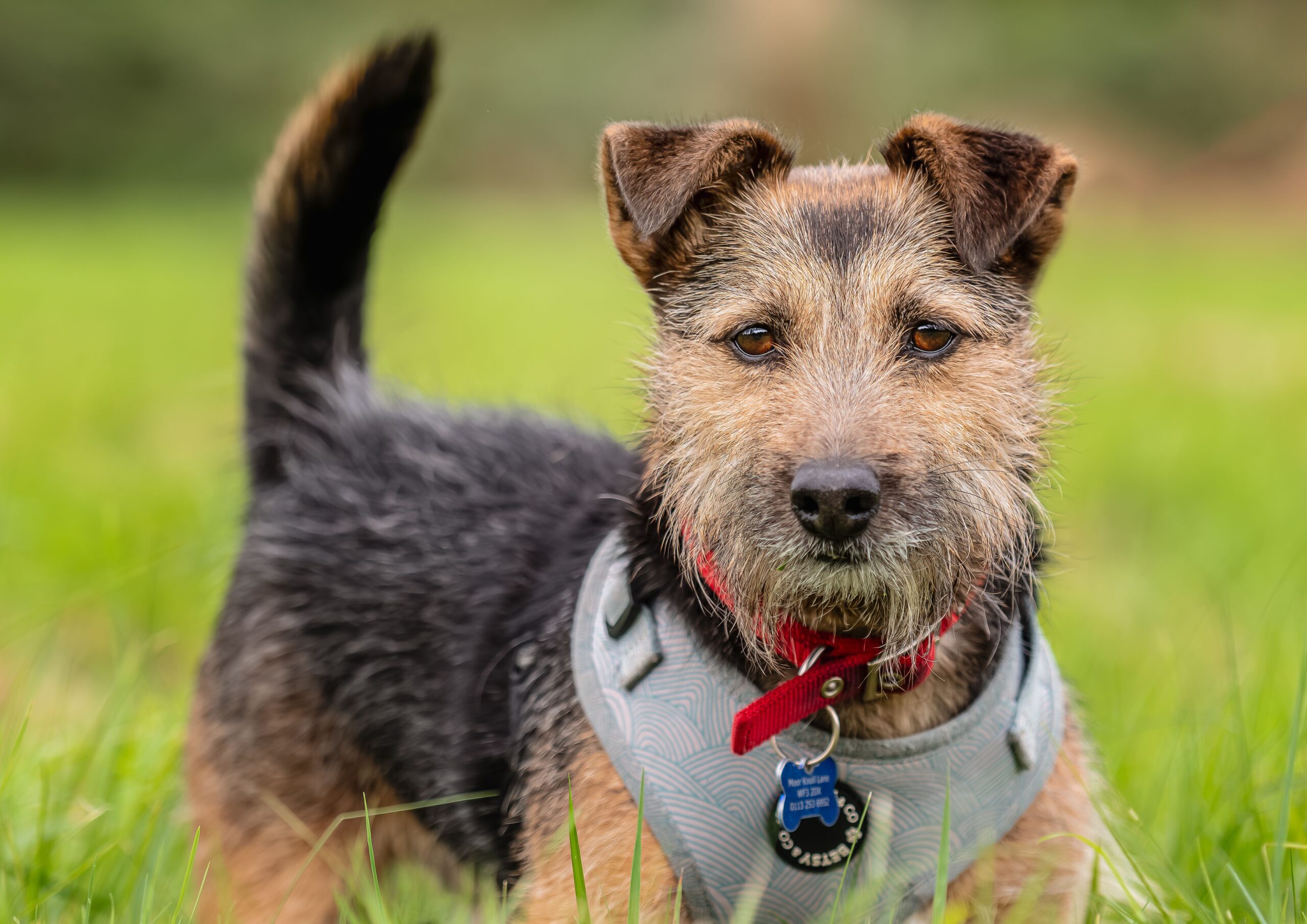 Frank-1 Frank, a dog who was previously in our care at RSPCA Leeds, Wakefield & District Branch