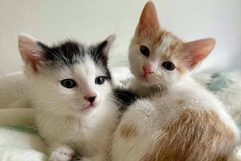 Cats who have previously been in the care of the RSPCA Leeds, Wakefield & District Branch