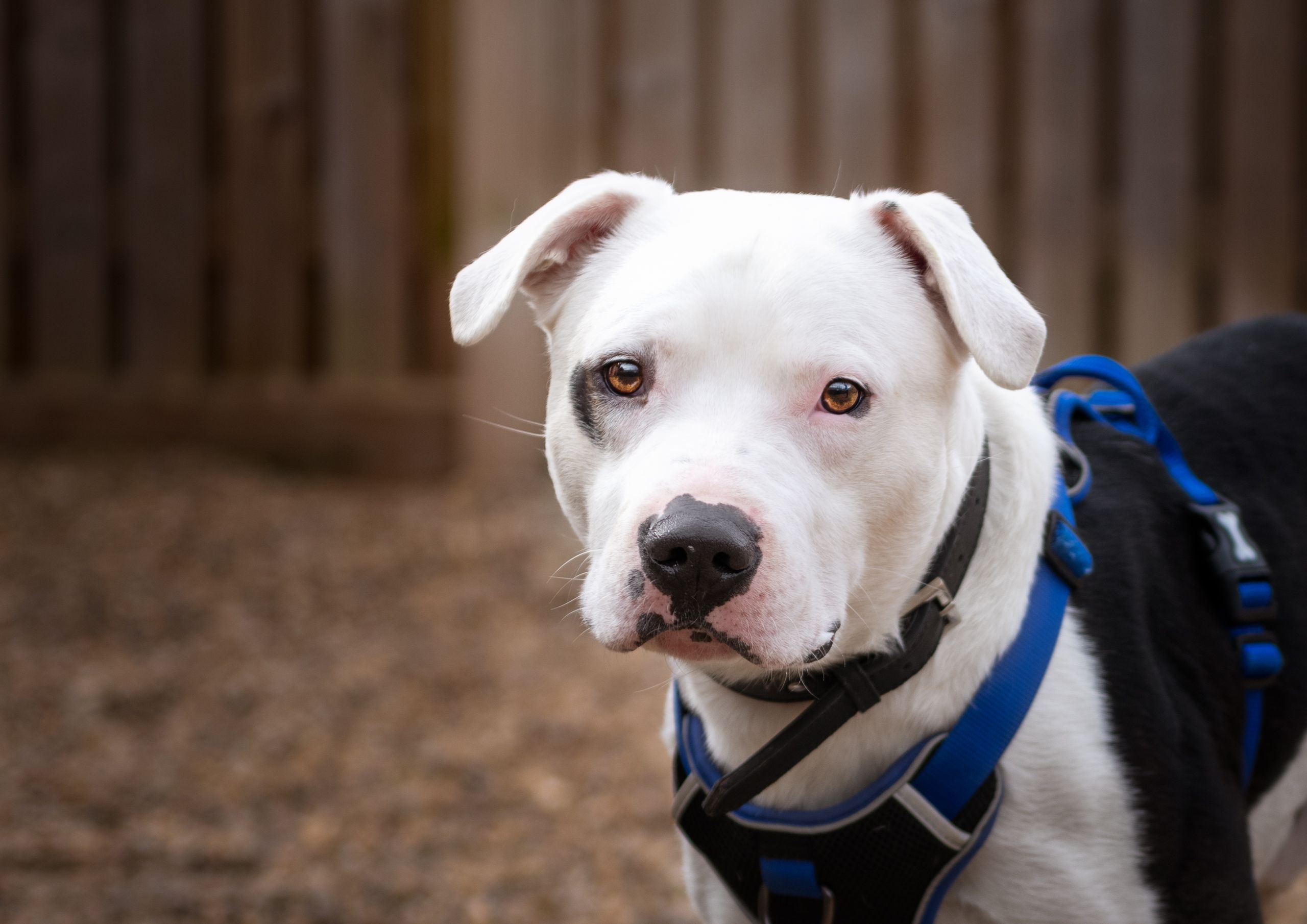 A dog, previously in our care and adopted from The RSPCA Leeds, Wakefield & District Branch