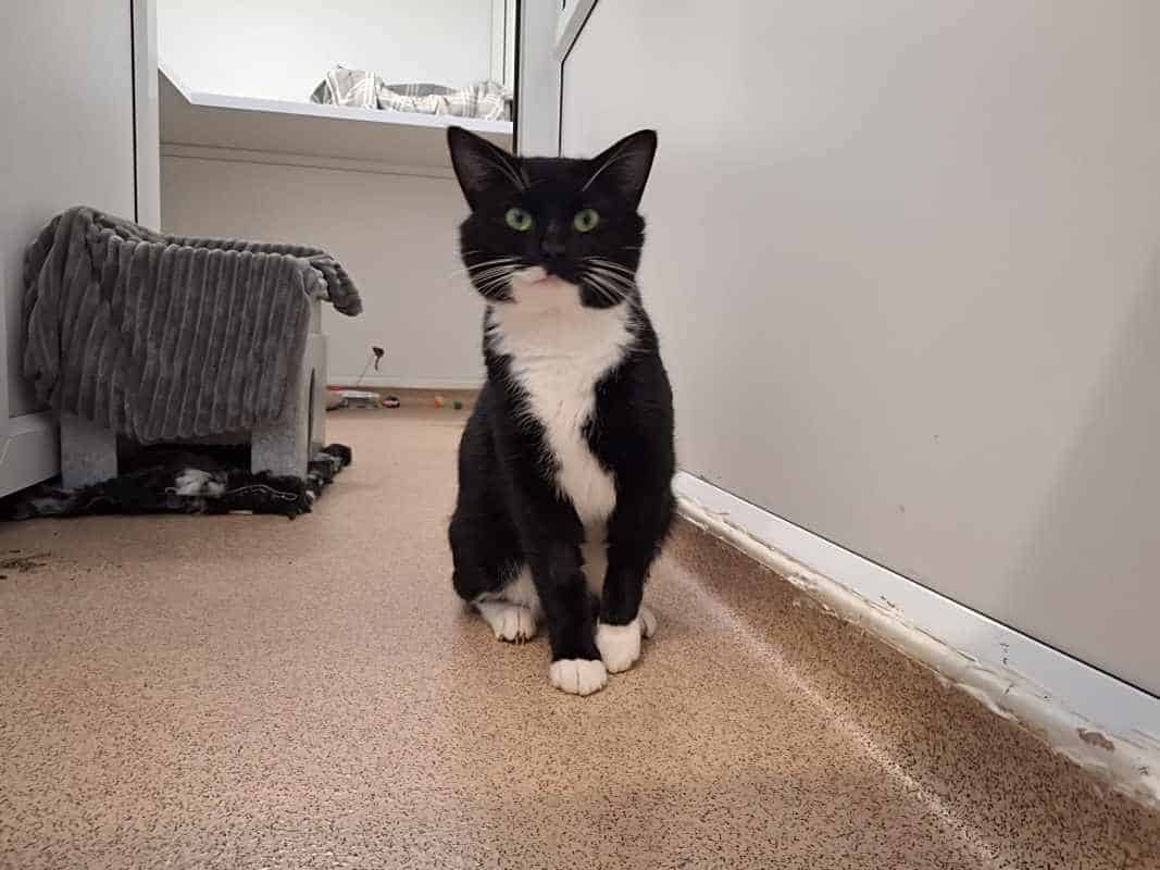Lucky, a cat in the care of RSPCA Leeds, Wakefield & District Branch