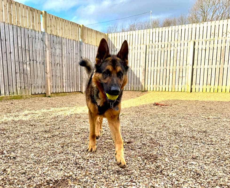 A photo of Megan, our Animal Care Manager and Zeus a dog who was adopted from the RSPCA Leeds, Wakefield & District Branch in 2025