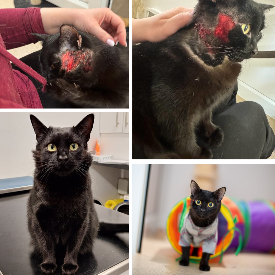 Errol's before and after photos, who is a cat that was in our care at the RSPCA Leeds, Wakefield & District Branch