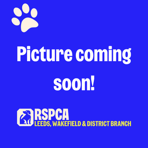 Sarah, animal behaviourist at The RSPCA Leeds, Wakefield & District Branch