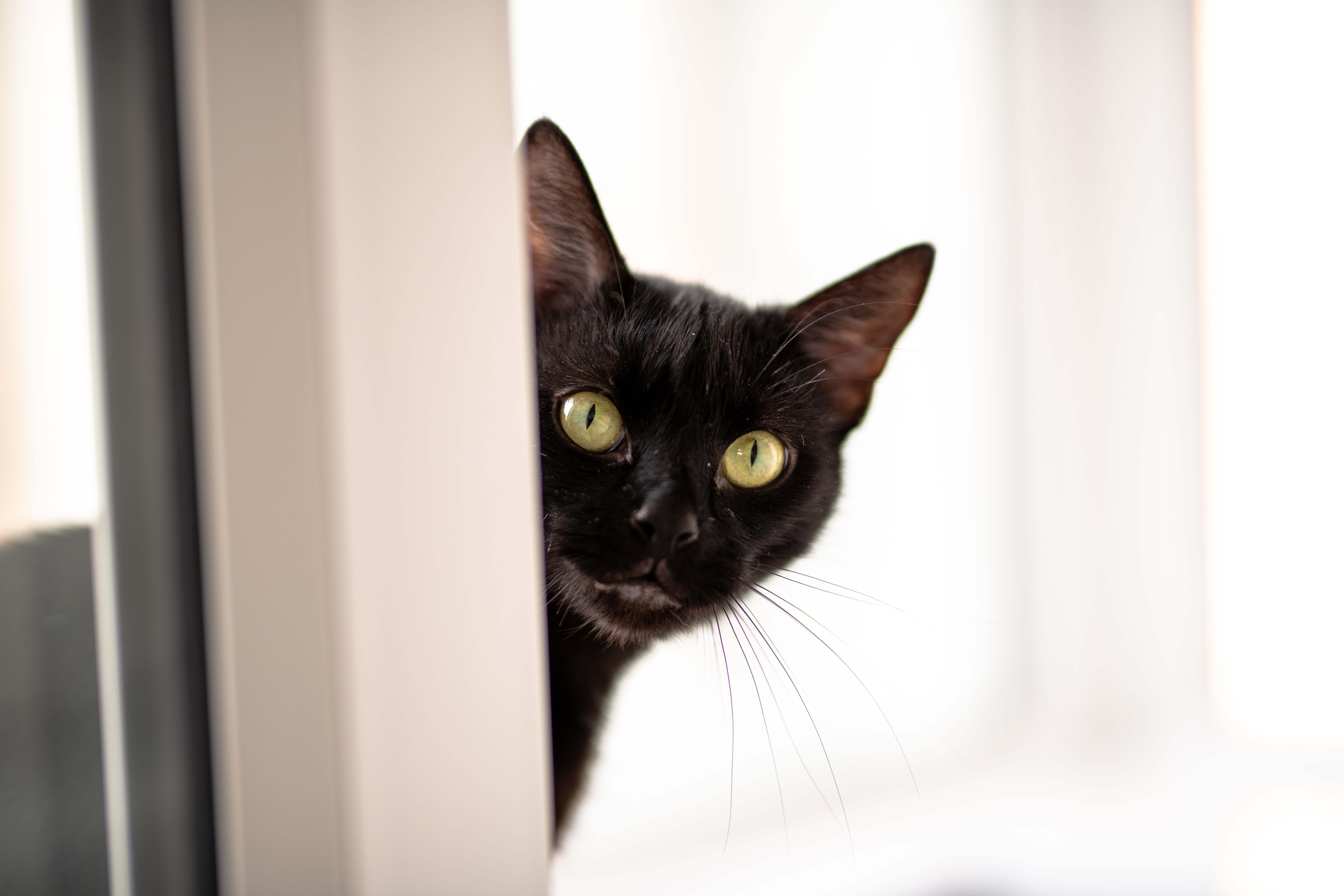 RSPCA adoptions-20 A cat, previously in the care and adopted from RSPCA Leeds, Wakefield & District Branch