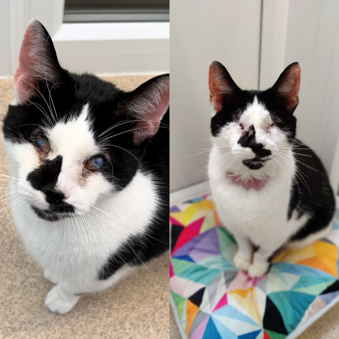 Roy, a cat who was previously in our care at the RSPCA Leeds, Wakefield & District Branch who needed surgery to remove his eyes. 