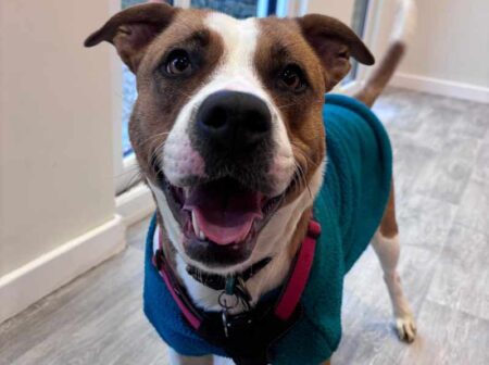 Ruby, a dog who was in our care at RSPCA Leeds, Wakefield & District Branch before being rehomed. She had 12 puppies whilst in our care! 