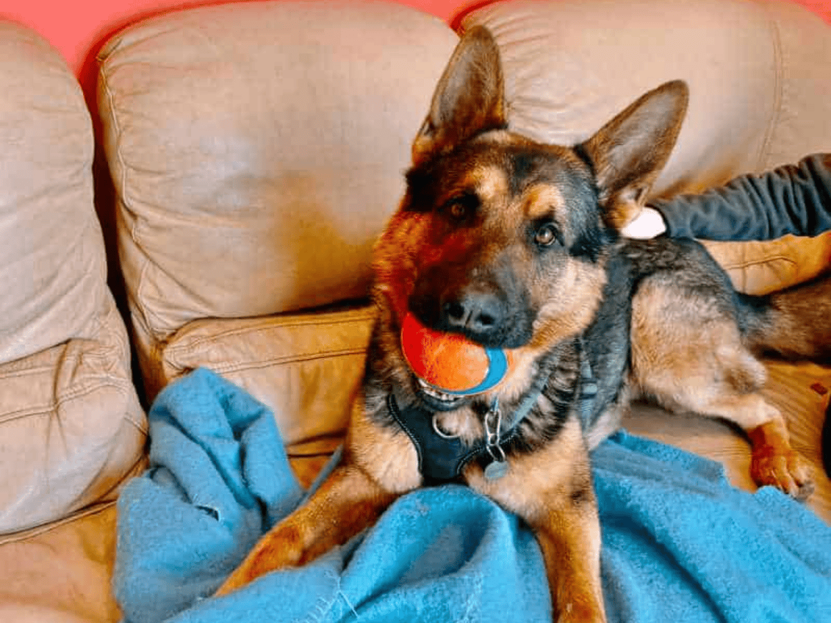 Zeke a dog in the care of RSPCA Leeds, Wakefield & District Branch