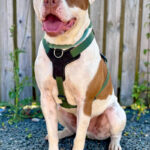 Pictures of Bruno