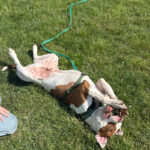 Pictures of Bruno