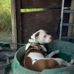Pictures of Bruno