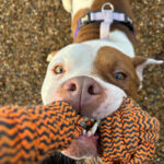Pictures of Bruno