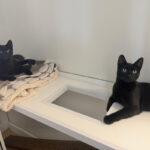 Pictures of Cooper & Otis