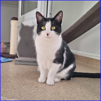 Prince, a dog who is ready to find her forever home. Currently one of our pets of the month. Click on Prince's name underneath to find out more about Prince.