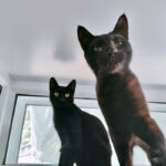 Pictures of Cooper & Otis