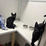 Pictures of Cooper & Otis