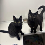 Pictures of Cooper & Otis