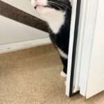 Pictures of Peggy