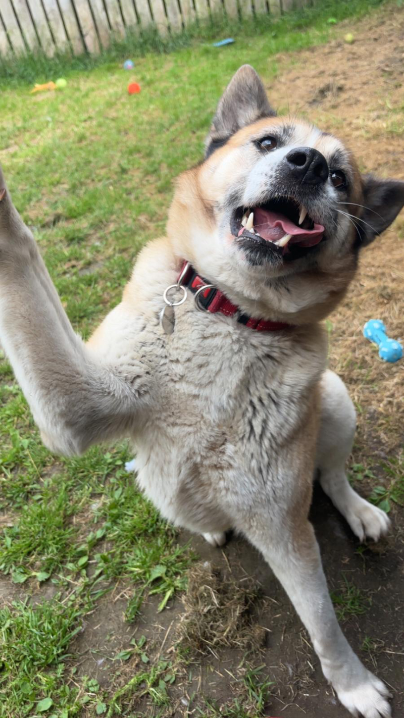 Stella, a dog in our care at The RSPCA Leeds, Wakefield & District Branch