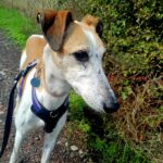 Pictures of Saffy