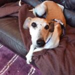 Pictures of Saffy