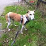 Pictures of Saffy