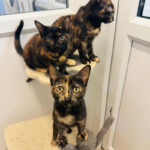 Pictures of The Tortie Five