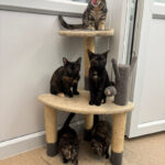 Pictures of The Tortie Five