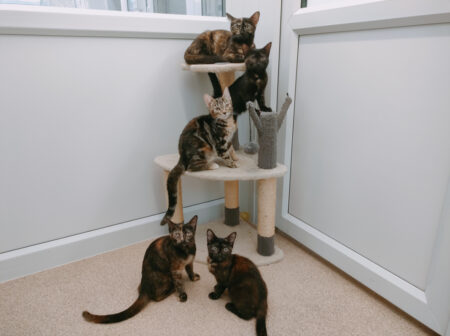 Pictures of The Tortie Five