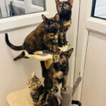 Pictures of The Tortie Five